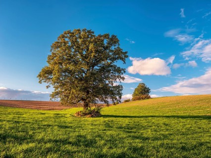 Green field with solitary oak tree under blue sky with clouds in autumn, Burgenlandkreis,