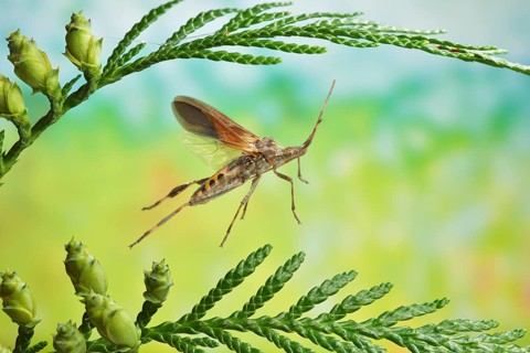 American cone bug (Leptoglossus occidentalis) in flight on the branch of a Thuja occidentalis