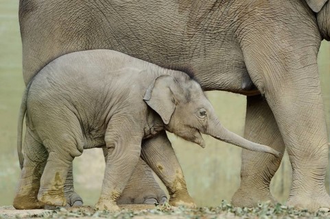 A baby elephant cuddles up to its mother's legs as they walk in the wild, Asian elephant (Elephas