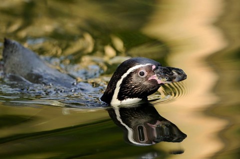 Close-up of a swimming penguin, in calm water and soft reflection, Humboldt penguin (Spheniscus