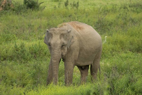 Indian elephants (Elephas maximus indicus), Khiri Khan, Hua Hin, Kui Buri National Park, Thailand,
