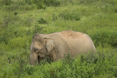 Indian elephants (Elephas maximus indicus), Khiri Khan, Hua Hin, Kui Buri National Park, Thailand,