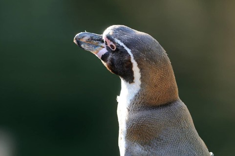 Portrait of a focussed penguin with detailed feather structure against a blurred background,