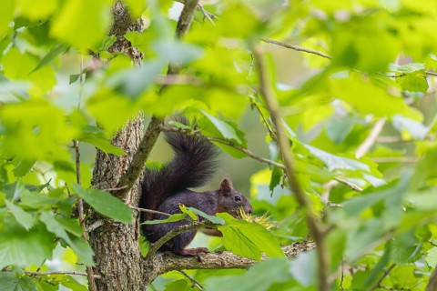 A  squirrel or Eurasian  squirrel (Sciurus vulgaris) eats from a Corylus colurna