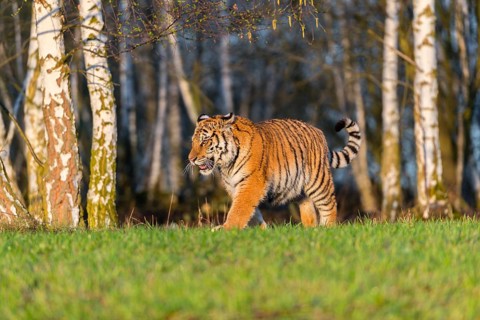 One young female Siberian Tiger, Panthera tigris altaica, running on a green meadow in front of