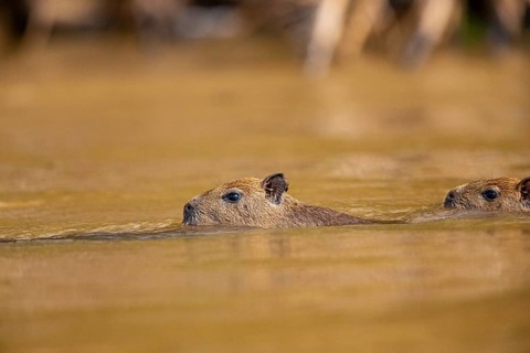 Capybara (Hydrochaeris hydrochaeris) Pantanal Brazil