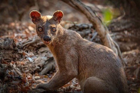 Fossa creeping cat (Cryptoprocta ferrox) in the dry forests of the Kirindy Conservation Area in