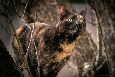 Tortoiseshell cat (Felis Catus) with alert gaze in a tree, Ternitz, Lower Austria, Austria, Europe