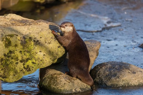 One oriental small-clawed otter or Asian small-clawed otter (Aonyx cinerea), plays with a small