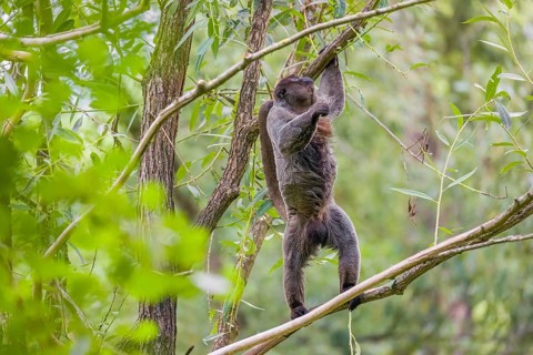 A common woolly monkey, brown woolly monkey, or Humboldt's woolly monkey (Lagothrix lagothricha)