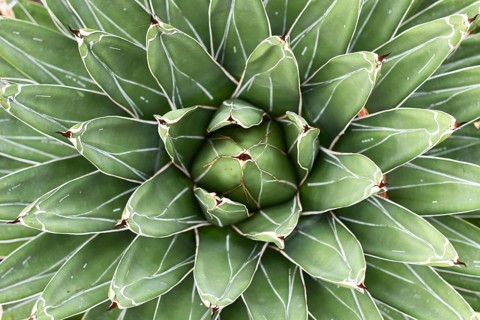Top view of center of 'Agave Victoriae Reginae' succulent plant