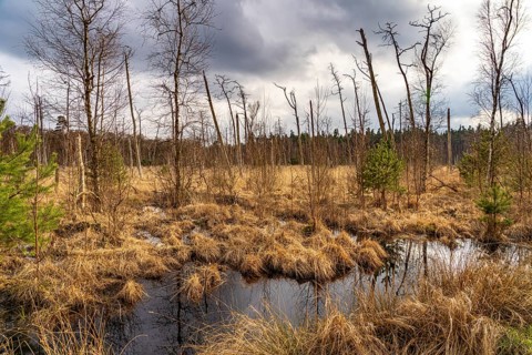 Ribnitzer Großes Moor nature reserve near Graal-Müritz, Mecklenburg-Western Pomerania, Germany,