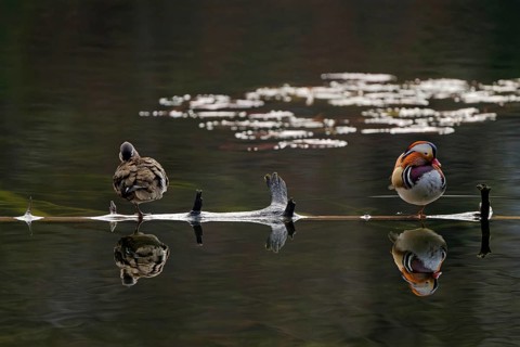 Mandarin ducks (Aix galericulata), male and female, front view, standing on tree trunk, reflection,