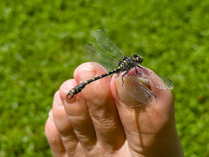 Onychogomphus forcipatus (Onychogomphus forcipatus) sitting on foot toe, Lake Neubeur, Bavaria,