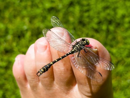 Onychogomphus forcipatus (Onychogomphus forcipatus) sitting on foot toe, Lake Neubeur, Bavaria,