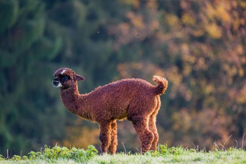 A young brown Alpaca (Vicugna pacos) stands on a green meadow