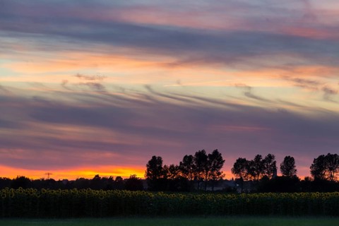 Sunset in the sky with sunflower field and row of trees, Großenhain, Saxony, Germany, Europe