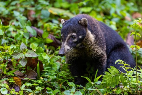 Coati (Nasua narica), Mammals (Mammalia), Alajuela, Costa Rica, Central America