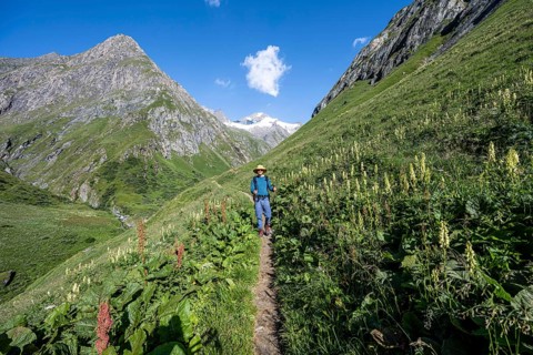 Mountaineer on a hiking trail in a flower meadow, Umbaltal, Venediger Group, Hohe Tauern National