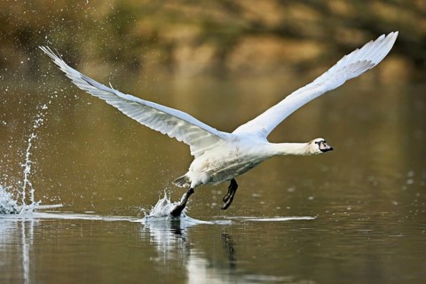Mute swan (Cygnus olor), taking off from the water, Flachsee, nature reserve, Reusstal, Canton
