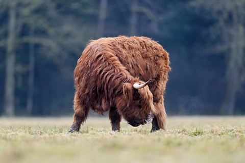 Highland cattle (Bos taurus), adult animal with one horn eating grass, Switzerland, Europe