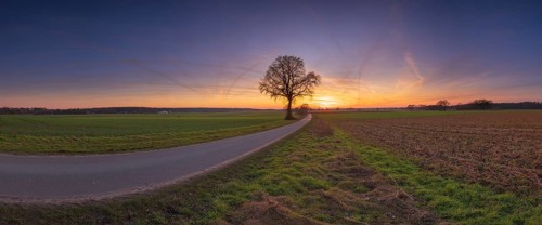 View along a road to a solitary tree in an agricultural environment with blue sky streaked with
