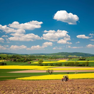 Field landscape in Solling with blooming rape fields under a blue sky with cumulus clouds in