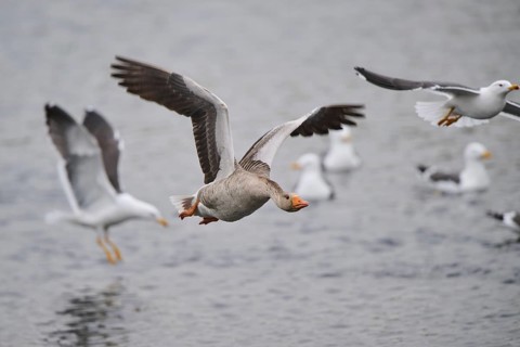 Graylag goose (Anser anser) strats flying from the water, Düne, Helgoland, Schleswig-Holstein,