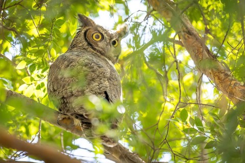 The yellow eyed great horned owl resting in the tree