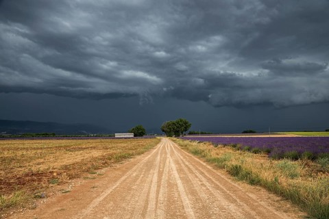 Gravel road through lavender field, flowering true lavender (Lavandula angustifolia), thunderstorm
