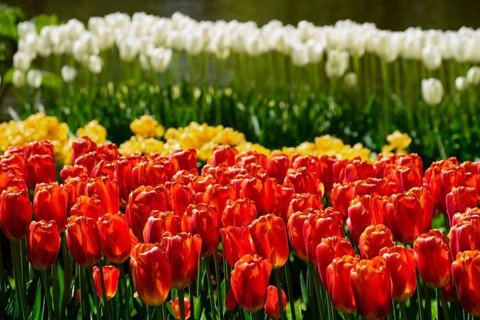 Blooming red tulips flowerbed in Keukenhof flower garden, also known as the Garden of Europe, one