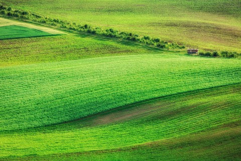 Rolling landscape of green fields in South Moravia, Czech Republic, Europe