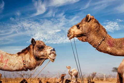 Camels at Pushkar Mela (Pushkar Camel Fair) against blue sky. Pushkar, Rajasthan, India, Asia