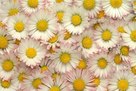 Common daisy (Bellis perennis), medicinal plant, naturopathy classifies the daisy among other
