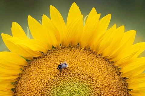 A bumblebee sits on the blossom of a sunflower in a wildflower field near Frankfurt am Main.