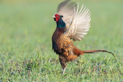 Pheasant (Phasianus colchicus), courtshiping cock, Upper Austria, Austria, Europe