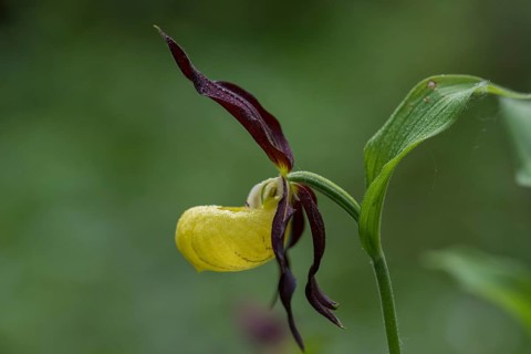 Yellow lady's slipper orchid (Cypripedium calceolus), Kalkalpen National Park, Upper Austria,