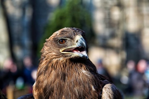 Steppe Eagle (Aquila nipalensis) of Horus Falconry, calling, Medieval Market Mystica Hamelon,
