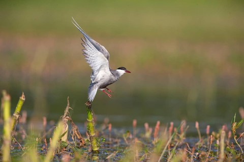 Whiskered Tern (Chlidonias hybridus) Hungary