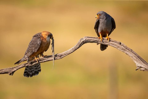 Red-footed falcon (Falco vesperetinus) Male handing over a captured lizard to female, Hungary,