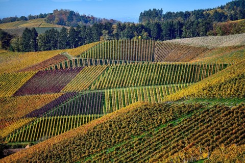 Vineyards coloured in autumn, near Durbach, Ortenaukreis, Black Forest, Baden-Württemberg, Germany,