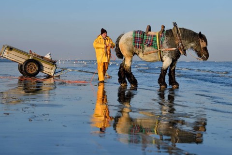 Horse fishermen at work, catching Brown shrimp (Crangon crangon), Koksijde, North Sea coast,