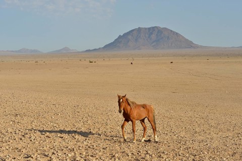 Desert horse, Namibian desert horse (Equus ferus) in the desert, near the waterhole of Garub, near