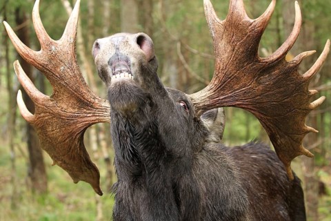 Elk (Alces alces) bull during rut, captive, southern Sweden, Sweden, Europe