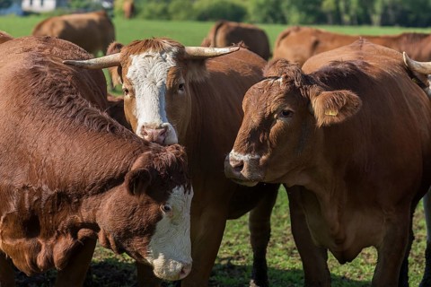 Buntscheck cows on pasture, Franconia, Bavaria, Germany, Europe