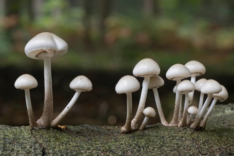 Porcelain fungi (Oudemansiella mucida), Emsland, Lower Saxony, Germany, Europe