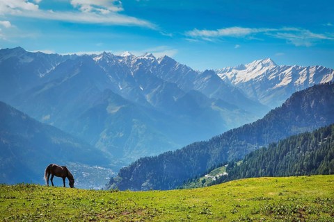 Horse grazing in Himalayas mountains. Himachal Pradesh, India, Asia