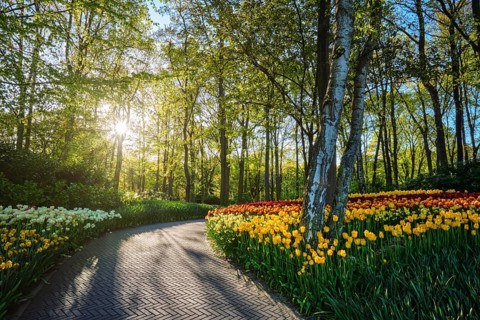 Path in Keukenhof flower garden with blooming tulip flowerbed, one of the world's largest flower