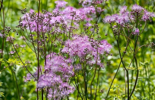Greater meadow-rue (Thalictrum aquilegiifolium), North Rhine-Westphalia, Germany, Europe