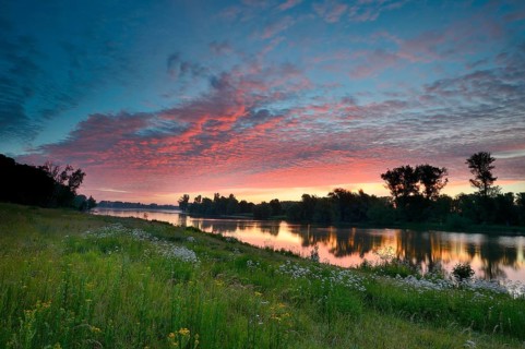 Morning glow on the Old Rhine with valerian (Valeriana officinalis) and deciduous trees, Xanten,